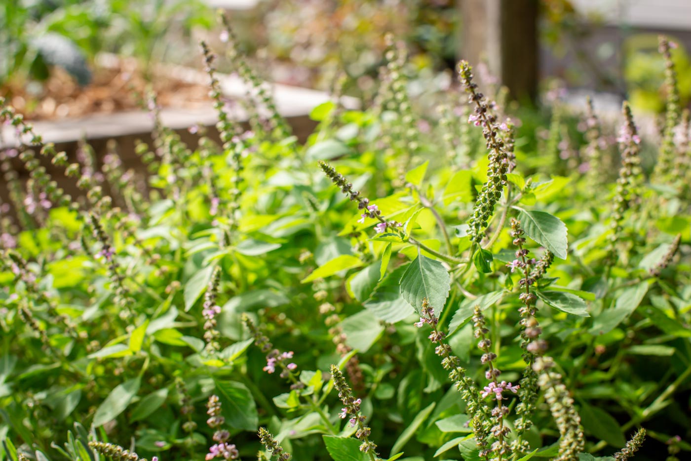 A Holy basil plant in flower and thriving in a garden bed.