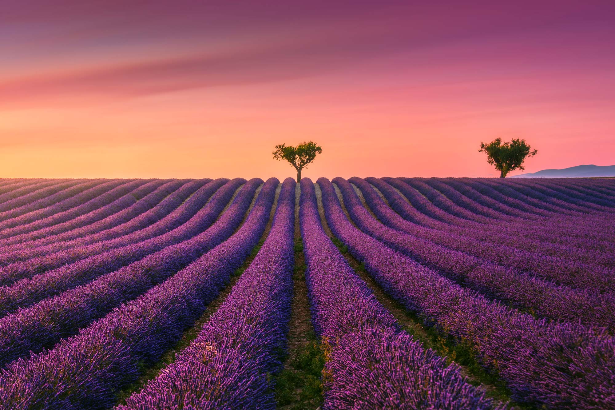Lavender fields at sunset.